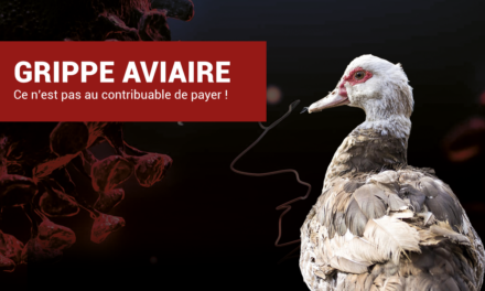 La filière foie gras doit assumer ses responsabilités dans la grippe aviaire