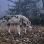 158 organisations environnementales de 37 pays s’adressent au gouvernement suisse : Arrêtez le tir des loups