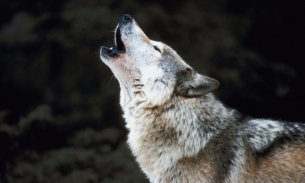 Consultation publique : dites non à la simplification des conditions de destruction du loup