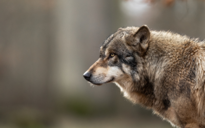 Sondage européen : La Ruralité soutient la stricte protection des loups