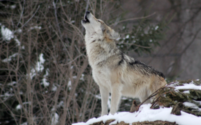 Consultation publique : dites non à la simplification des conditions de destruction du loup