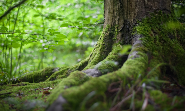 LIBRE ÉVOLUTION DE LA NATURE