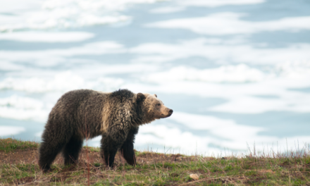 2023 : Il se confirme que les ours causent de moins en moins de dégâts en Ariège