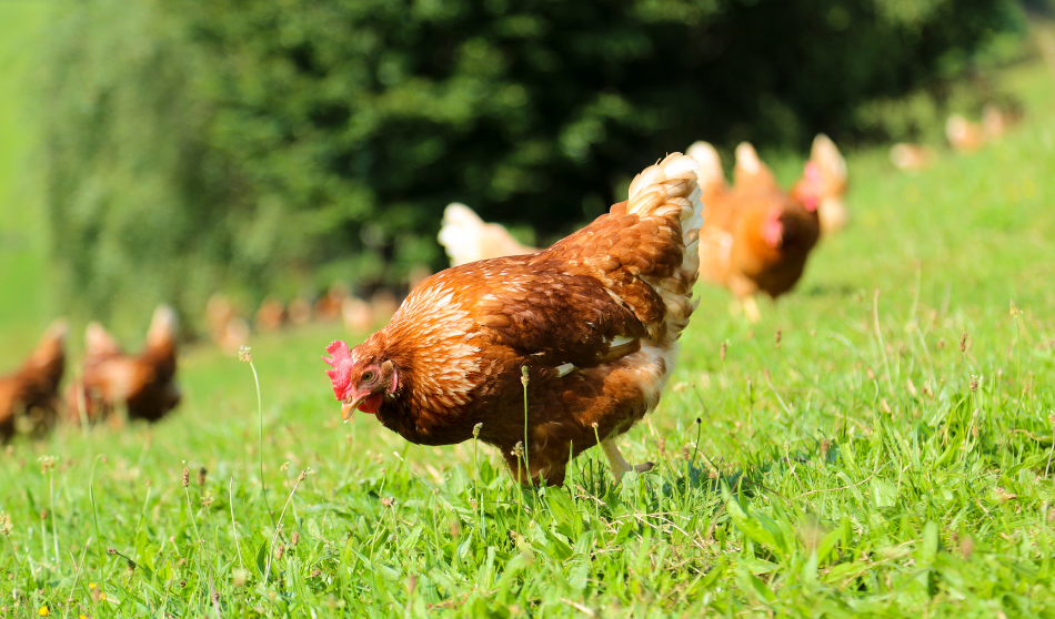 Avez-vous observé l'état de santé de vos poules cette semaine