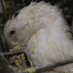 Le gavage est cruel. Stoppons la production de foie gras !