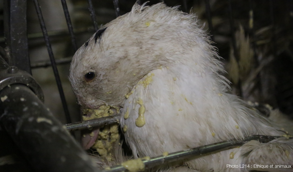 Le gavage est cruel. Stoppons la production de foie gras !