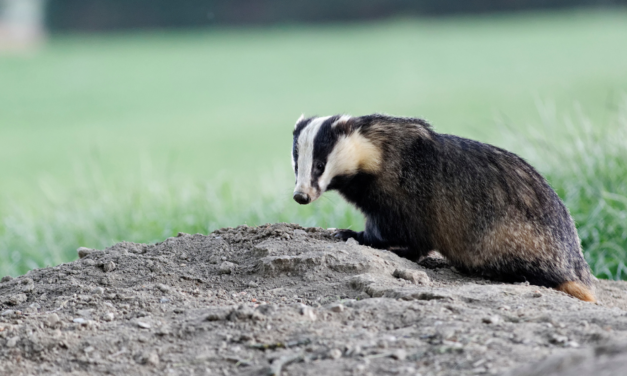 Consultation publique : dites non à la période complémentaire de vénerie sous terre du blaireau à compter du 15 juin 2024 en Saône-et-Loire