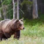 Journée mondiale pour sauver les ours : zoom sur les ours des Pyrénées