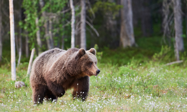 Journée mondiale pour sauver les ours : zoom sur les ours des Pyrénées