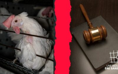 Elevage en cage : action en justice contre la Commission européenne, qui n’a pas respecté son engagement