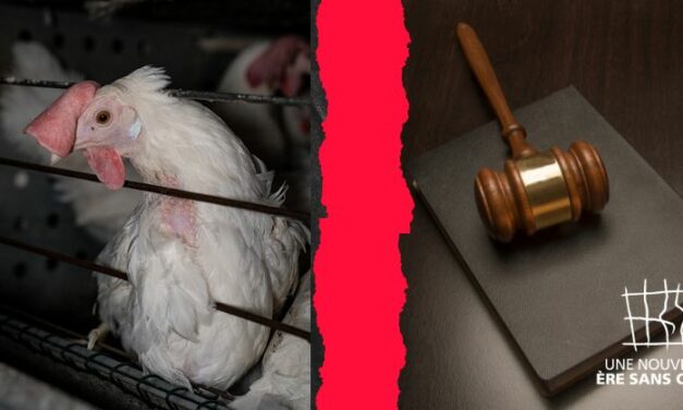 Elevage en cage : action en justice contre la Commission européenne, qui n’a pas respecté son engagement