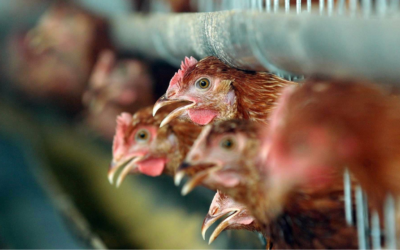 Dites non au décret qui facilite l’installation des élevages très intensifs