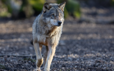 Le loup doit rester une espèce strictement protégée : Lettre au Ministre Christophe Béchu