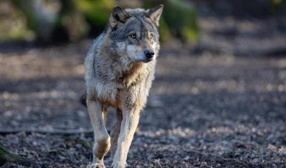 Le loup doit rester une espèce strictement protégée : Lettre au Ministre Christophe Béchu