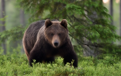Ours des Pyrénées : la diversité génétique, un enjeu vital