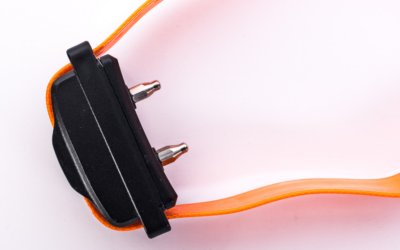 Mobilisation des parlementaires et associations pour l’interdiction des colliers d’éducation coercitifs !