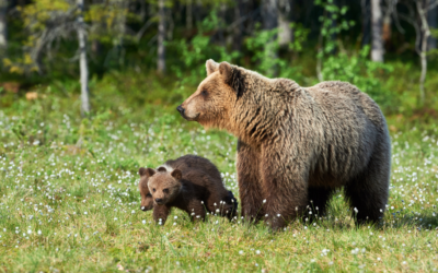 Bilan sur la population des ours dans les Pyrénées en 2023