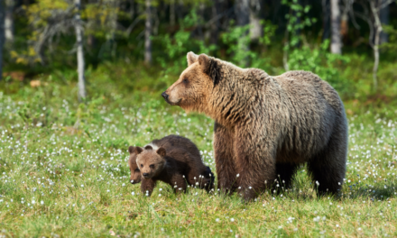 Bilan sur la population des ours dans les Pyrénées en 2023