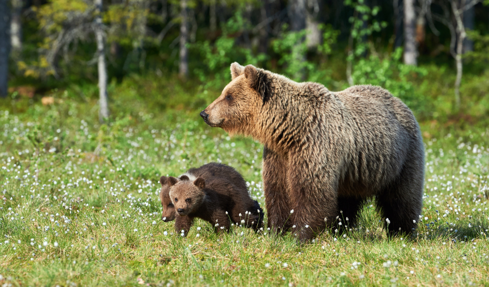 Bilan sur la population des ours dans les Pyrénées en 2023