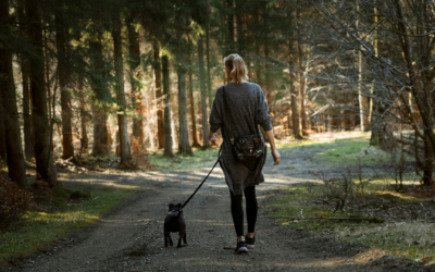 Chien en laisse en forêt : pourquoi et quelles exceptions ?