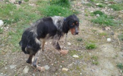 Plan national pour améliorer le bien-être des animaux de compagnie : une feuille de route ni ambitieuse, ni concrète