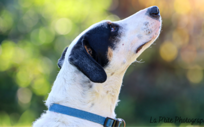 Animal Cross : 15 ans de combat au service des animaux