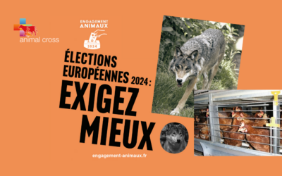 Election européenne le 9 juin : votre voix peut faire la différence pour les animaux