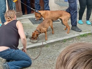 Les 2 chiens, assoiffés après la descente du toit