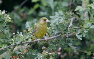 35 associations demandent le retrait de l’article 13 de la Loi d’orientation agricole, une régression environnementale de 35 ans