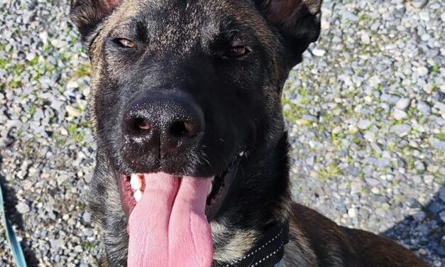 Sauvetage d’un Malinois battu en plein centre-ville de Pau