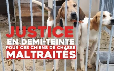 Justice en demi-teinte pour ces chiens de chasse maltraités !