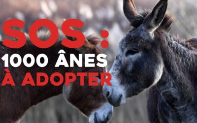 SOS pour 1000 ânes à adopter !