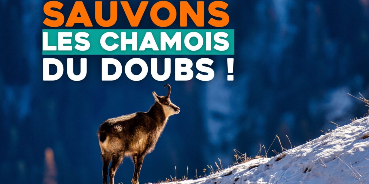 Sauvons les chamois du Doubs !