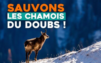 Sauvons les chamois du Doubs !