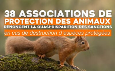 Animal Cross & 37 associations de protection des animaux et de la nature dénoncent la quasi-disparition des sanctions en cas de destruction d’espèces protégées