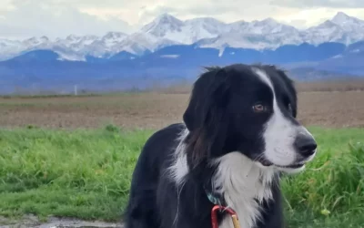 Hippo : un parcours semé d’embûches