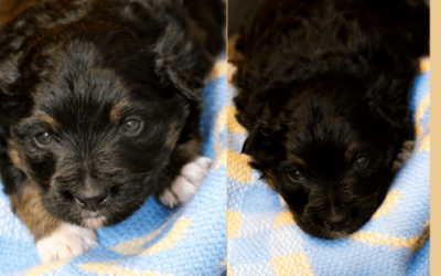 Atau, un chiot sauvé par un Patou !