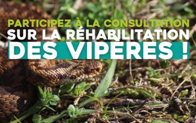 Participez à la consultation publique sur les vipères