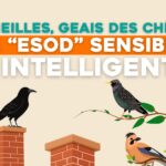 Corneilles, geais des chênes… Ces « ESOD » sensibles, utiles et intelligentes !
