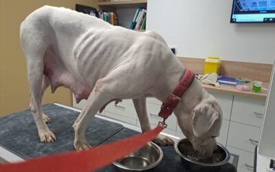 Sauvetage de Dogues Argentins : Une famille retrouvée dans des conditions terribles