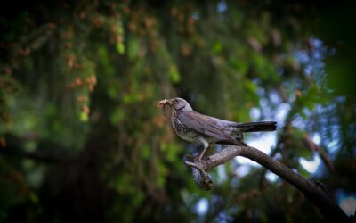 Le Conseil constitutionnel censure en partie la loi d’orientation agricole : la mobilisation a permis d’éviter le pire