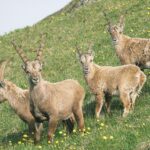 Consultation publique : non à de nouveaux tirs de bouquetins sains dans le Bargy