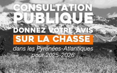 Consultation publique : donnez votre avis sur la chasse dans les Pyrénées-Atlantiques pour 2025-2026