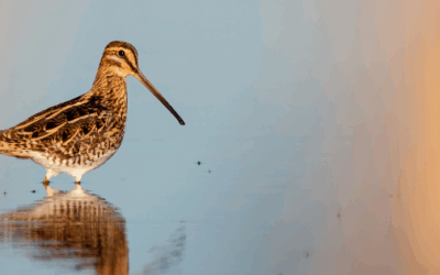 Sauvons la bécassine des marais dans le Doubs : Agissez avant le 16 mai !