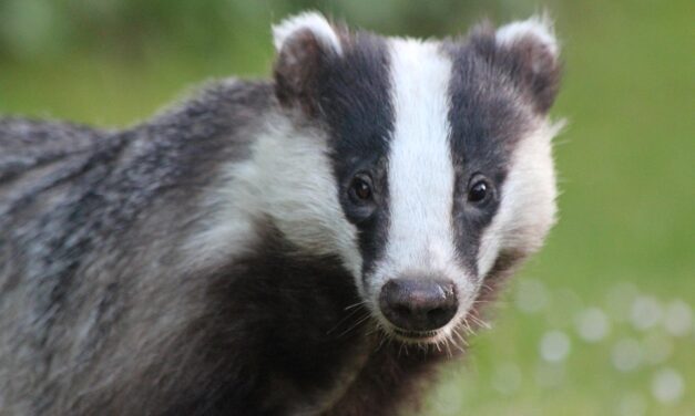 NON au projet d’arrêté visant la capture de blaireaux dans les Pyrénées-Atlantiques