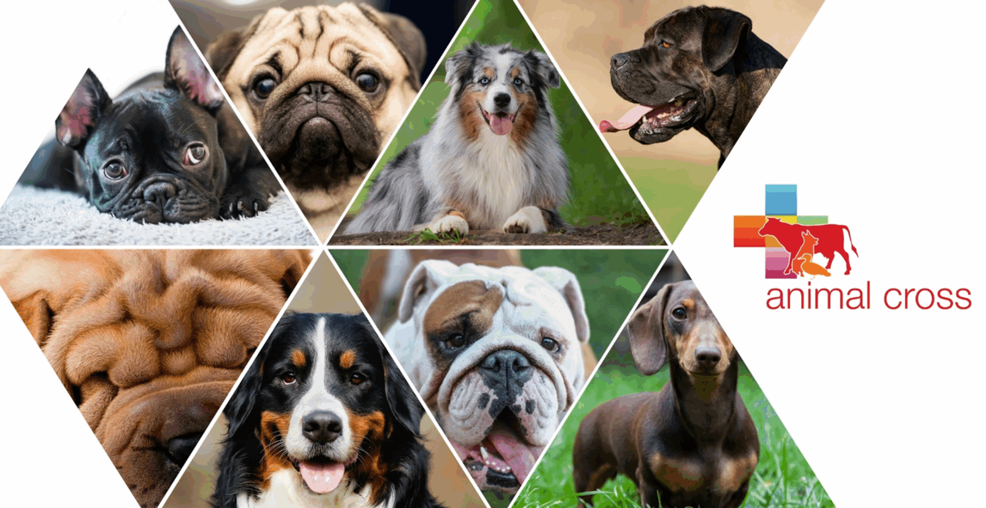 Chiens hypertypes