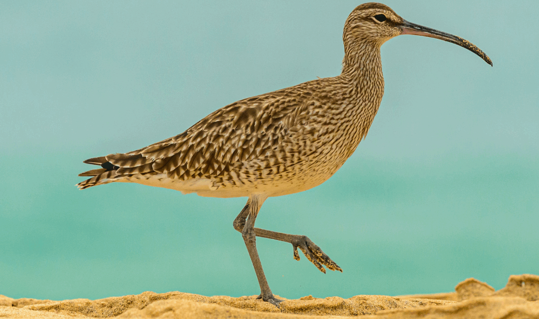 Consultation publique : Dites OUI à la suspension de la chasse de la barge à queue noire et du courlis cendré !