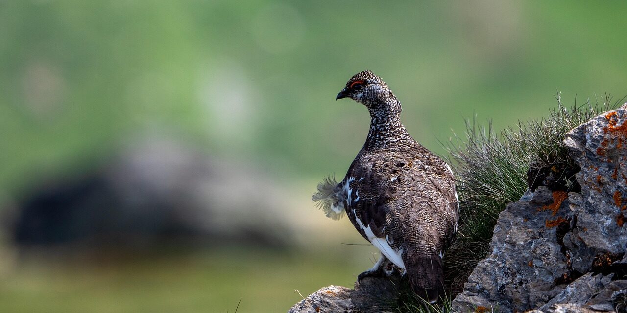 NON au projet de Schéma Départemental de Gestion Cynégétique (SDGC) 2025-2031 de la Haute-Savoie