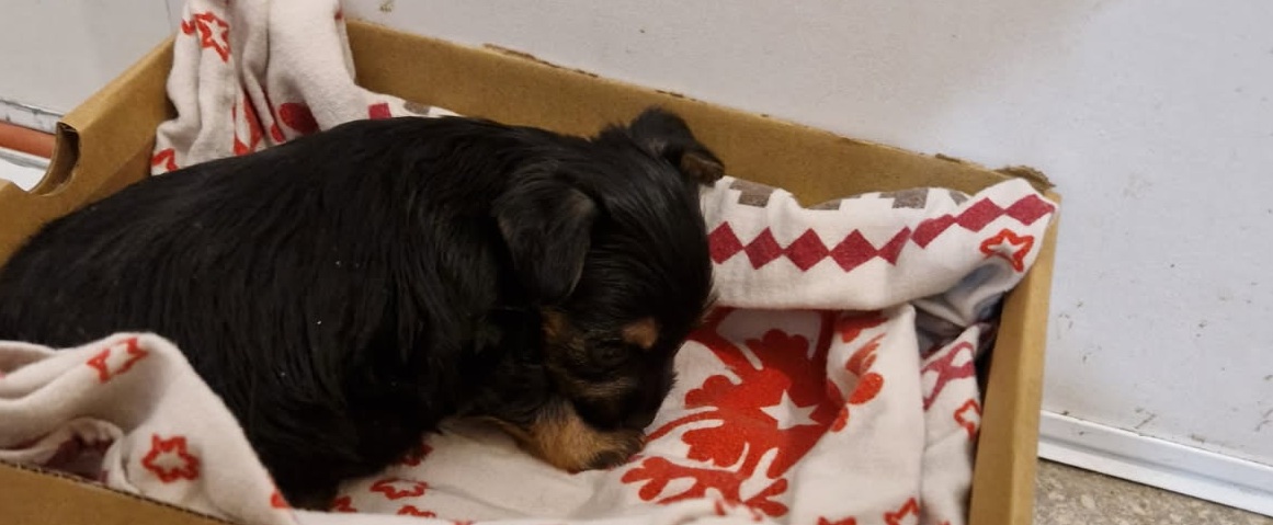 2 nouveaux chiens sauvagement abandonnés dans le Béarn : Animal Cross porte plainte