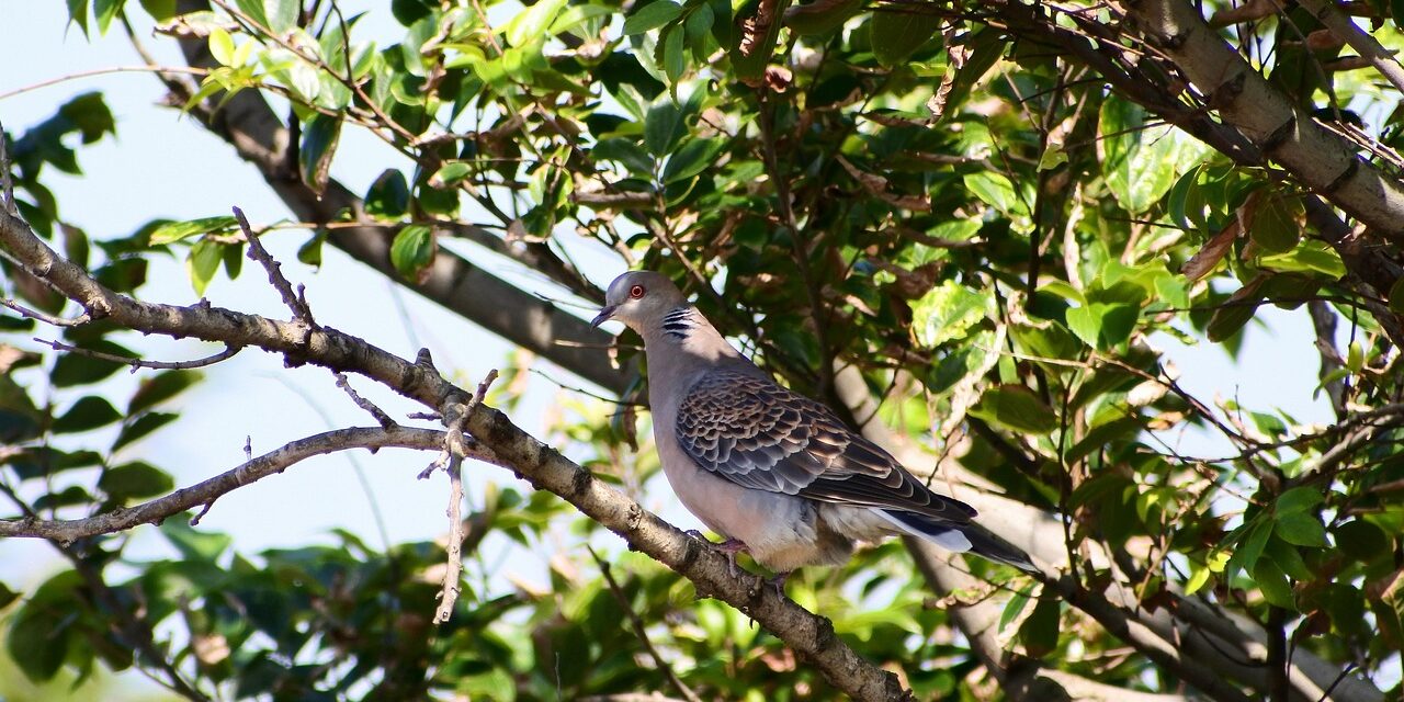 Participez aux consultations publiques : défendons les oiseaux menacés avant le 22 août